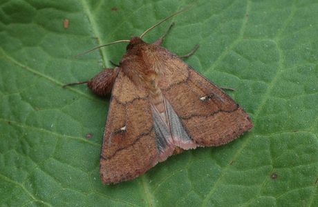 Rotbraune Graseule, Marbeleule (Mythimna turca) - © Leo Kuzmits